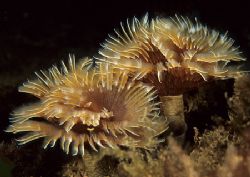 Fanworms.
Babbacombe, Devon.
F90X, 60mm. by Mark Thomas 